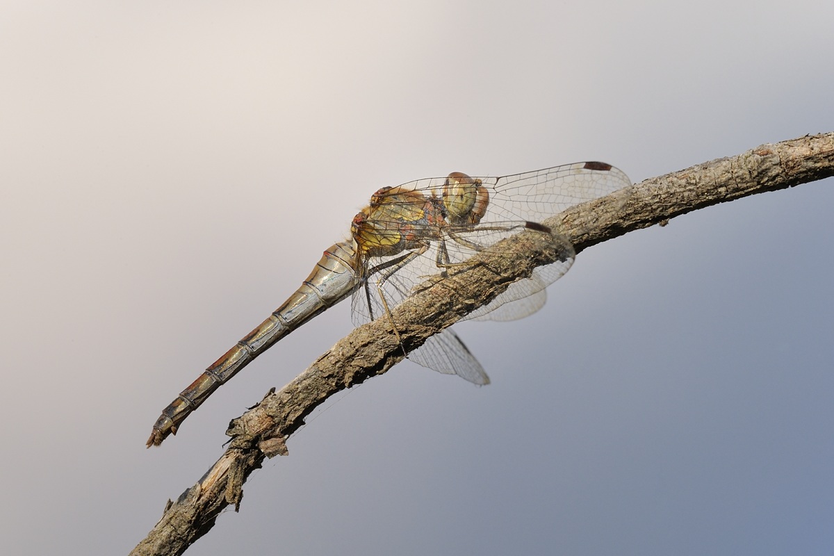 Sympetrum striolatum femmina